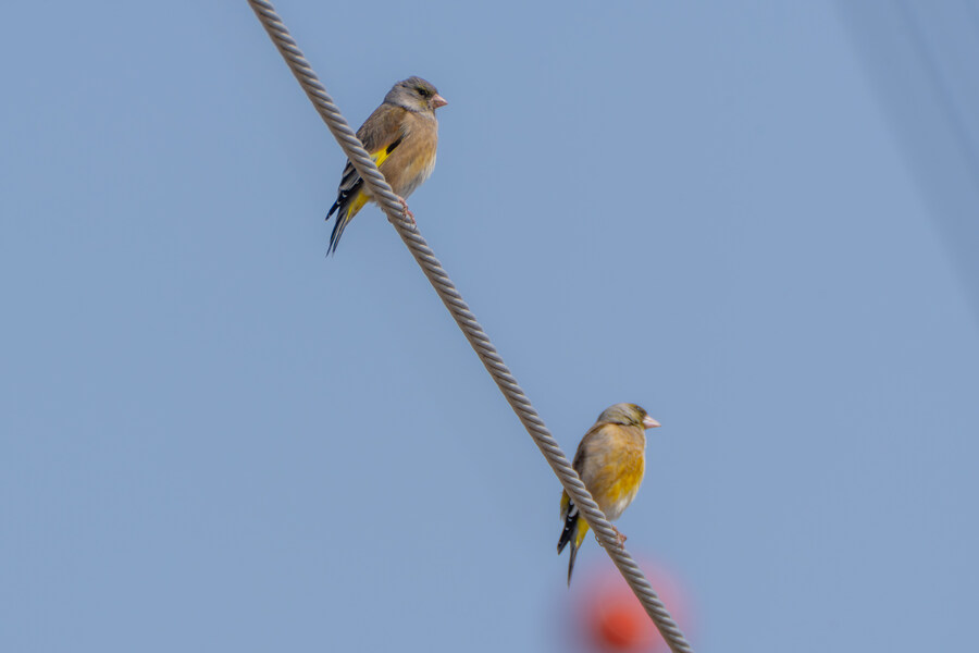 뒤늦게 올리는 3월 화성호 탐조_124.jpg