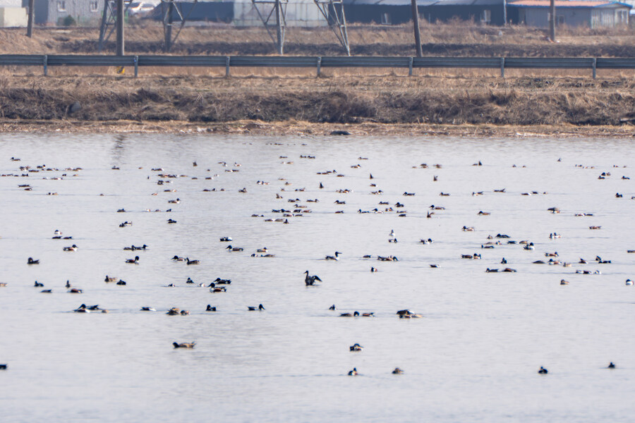 뒤늦게 올리는 3월 화성호 탐조_129.jpg
