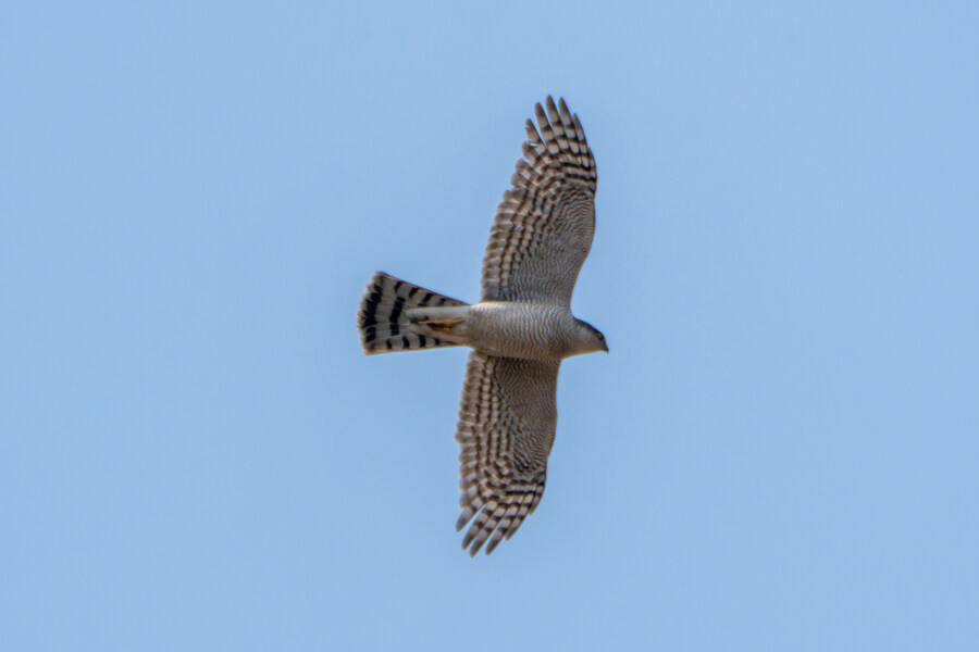 뒤늦게 올리는 3월 화성호 탐조_138.jpg