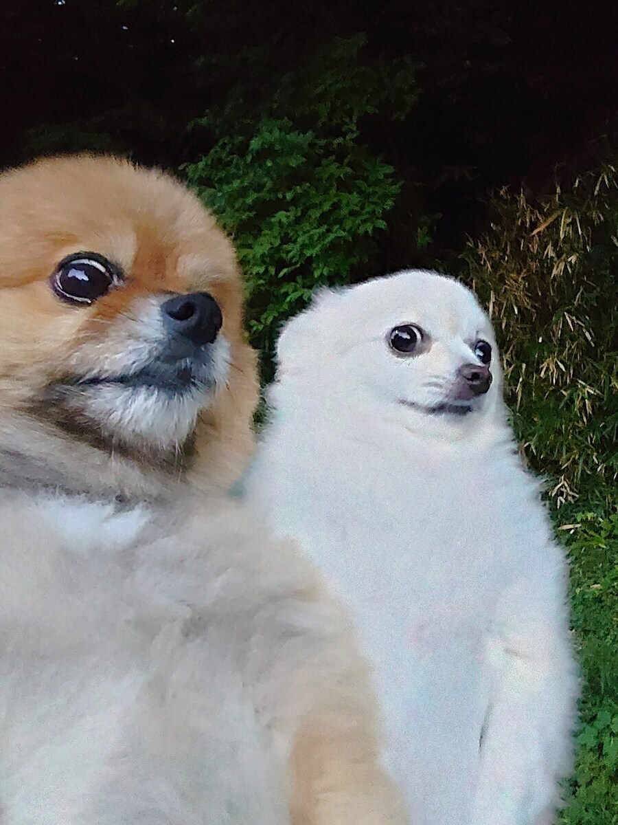 ㅅㅂ 감자튀김 먹으러 나왔다가 갇혔네_1.jpg