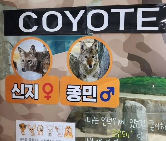 속보)코요테 신지 종민 동거중.