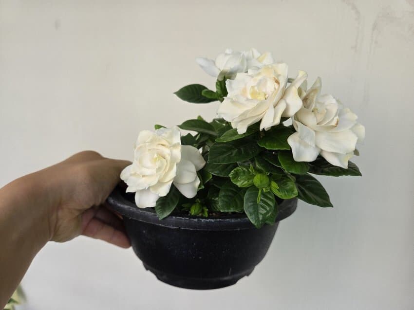 자식 자랑하는 식물갤러_2.jpg