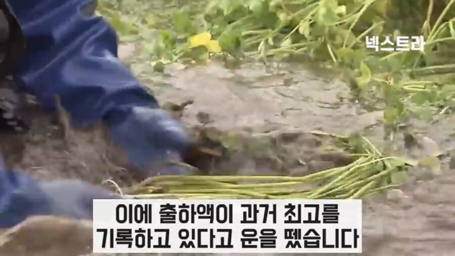 일본에서 미나리 가격이 오르고 있는 이유_3.jpg