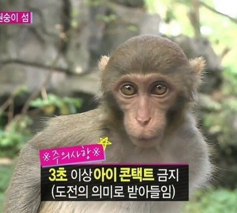 원숭이와 3초 이상 눈을 마주치지 마세요_1.png