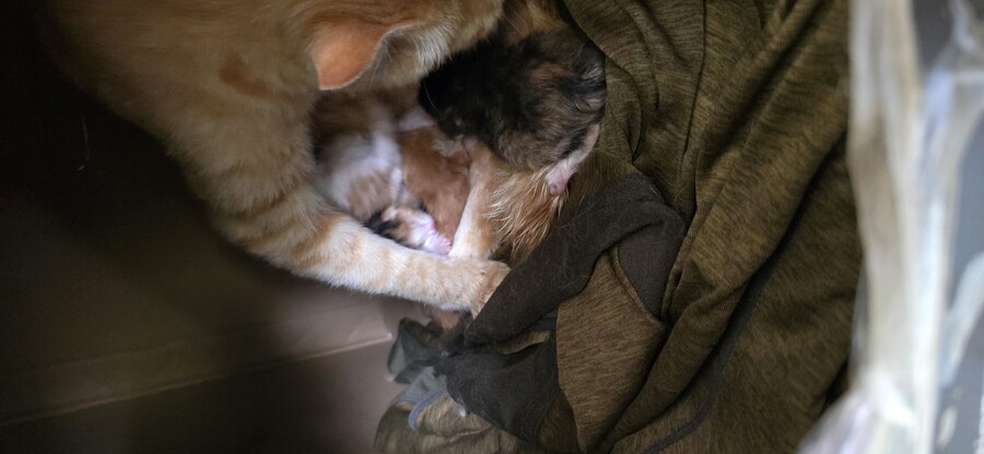 본가에 있는 길(집)냥이 새끼 낳았다네_7.jpg