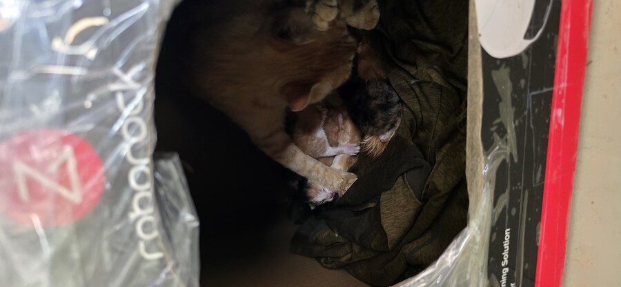 본가에 있는 길(집)냥이 새끼 낳았다네_8.jpg