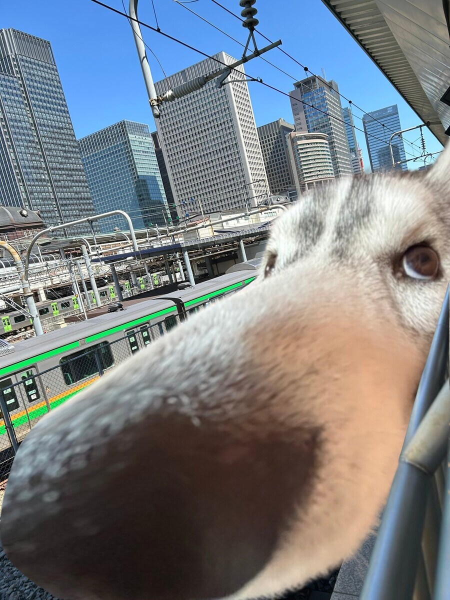 일본 고속철도 형상_3.jpg