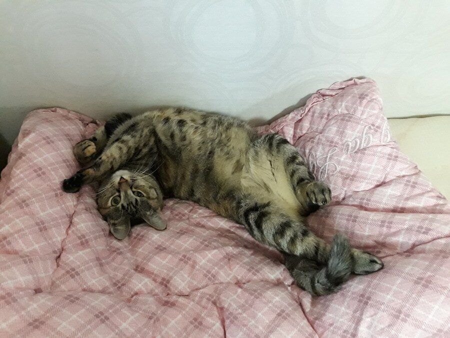 우리집 고양이가 지나치게 귀엽게 생김_10.jpg