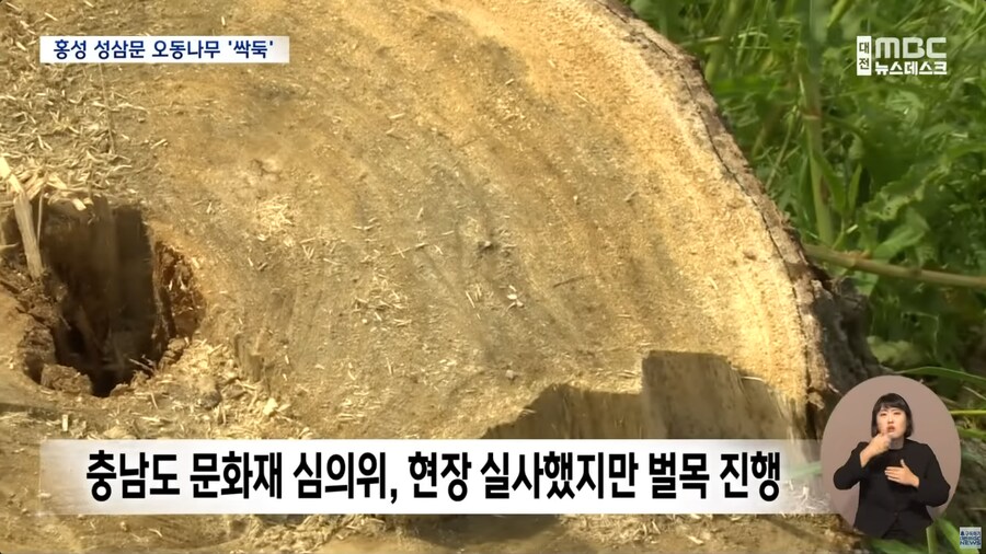 성삼문 오동나무 싹뚝, 홍성군 "역사 몰랐다"_6.png