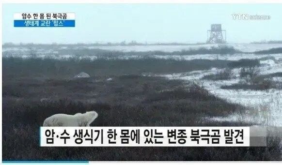 보빔에 지친 북극곰의 진화_1.jpg