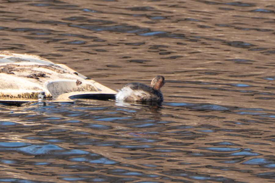 3월달 서서울호수공원 탐조_4.jpg