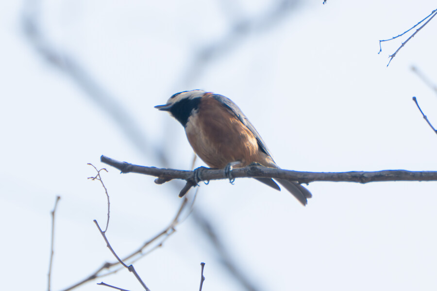3월달 서서울호수공원 탐조_21.jpg
