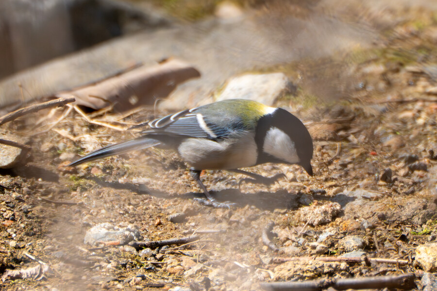 3월달 서서울호수공원 탐조_29.jpg