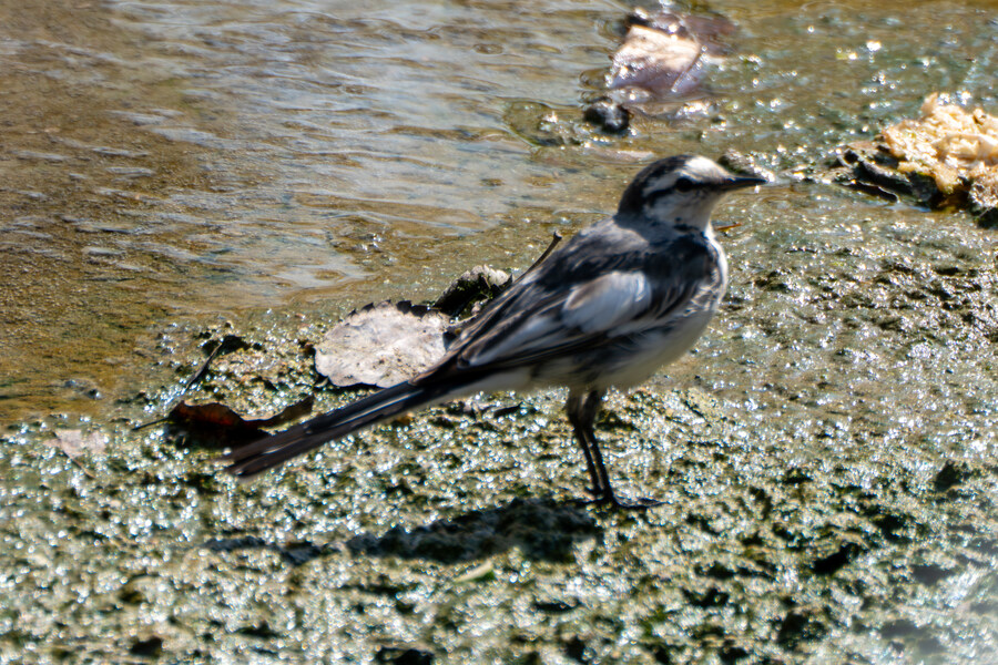 3월달 서서울호수공원 탐조_36.jpg