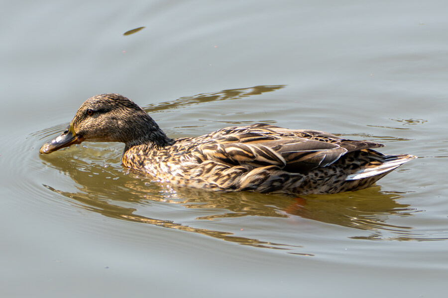 3월달 서서울호수공원 탐조_43.jpg