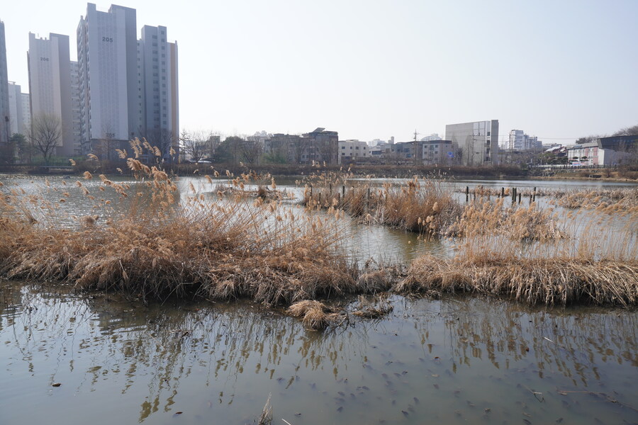 3월달 서서울호수공원 탐조_41.jpg