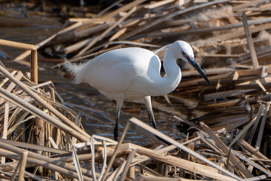 3월달 서서울호수공원 탐조_48.jpg