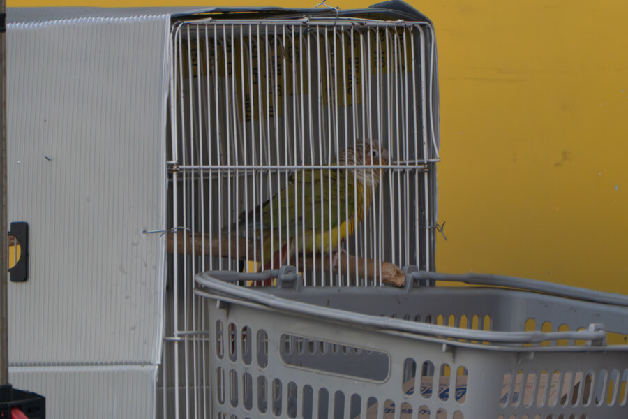 3월달 서서울호수공원 탐조_49.jpg