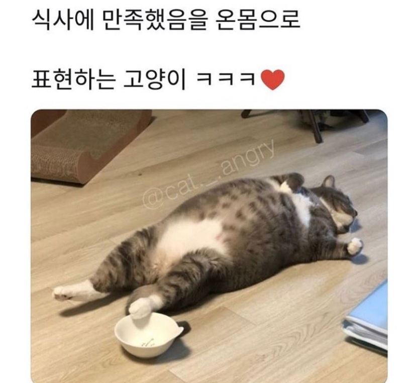 식사에 만족한 고양이_1.png