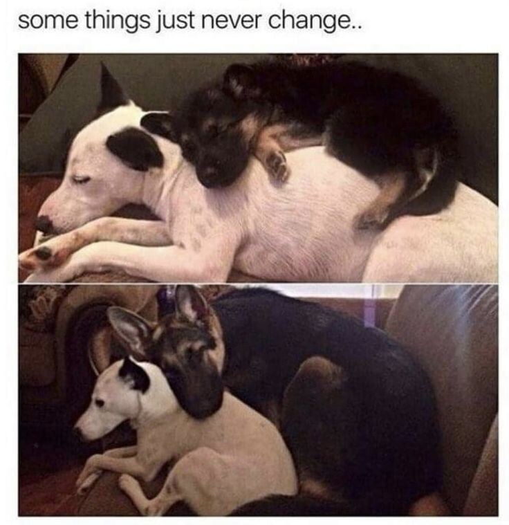 몸만 자란 동물들.jpg_1.jpg