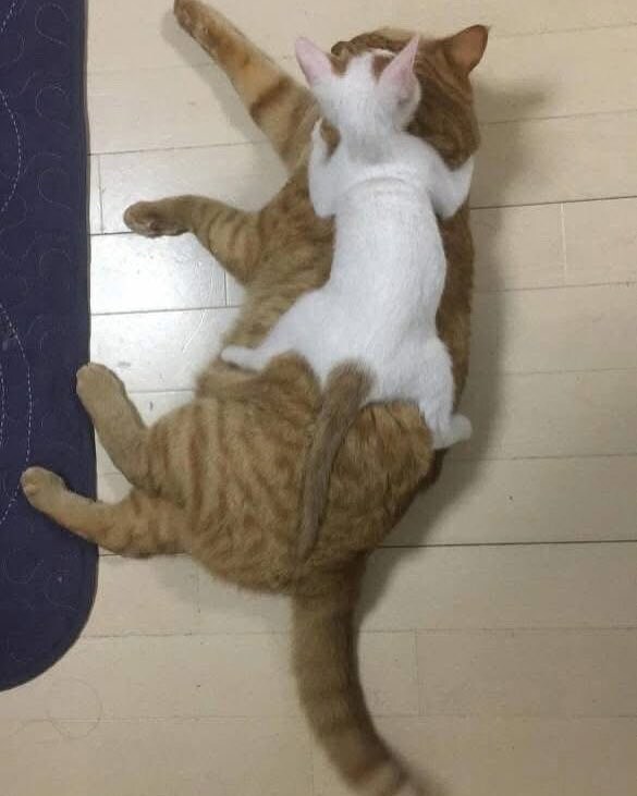 몸만 자란 동물들.jpg_2.jpg