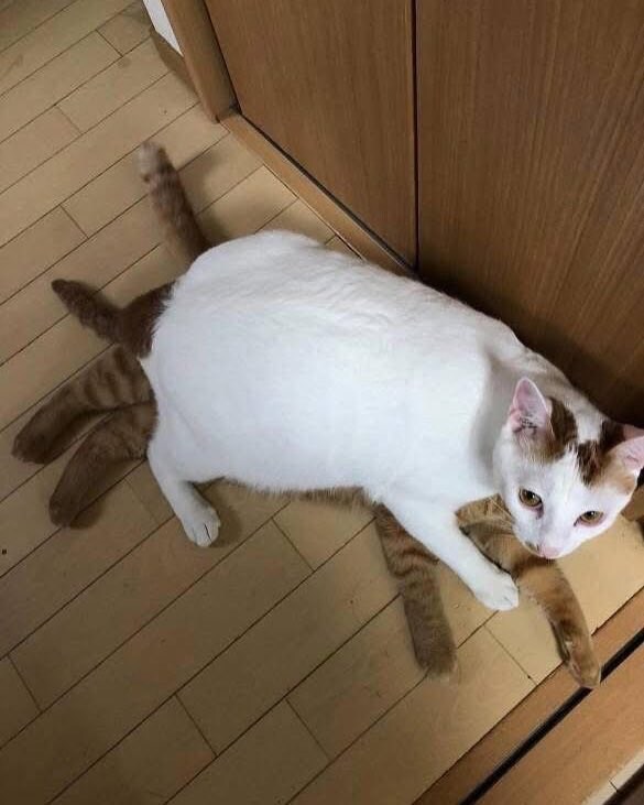 몸만 자란 동물들.jpg_3.jpg