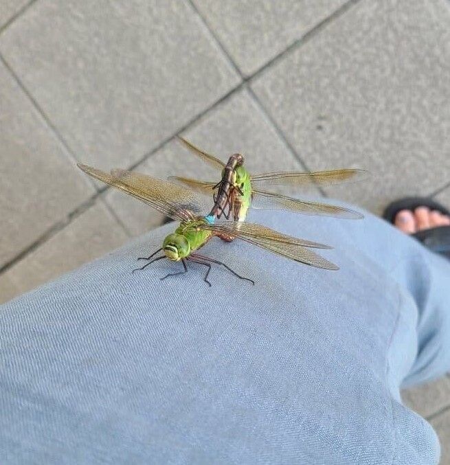 으아악 다리 내다리!!!_1.jpg