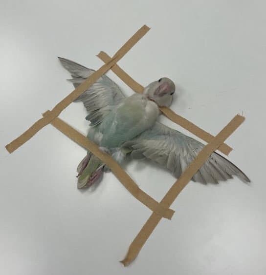 동물들 검사하는 모습_2.jpg