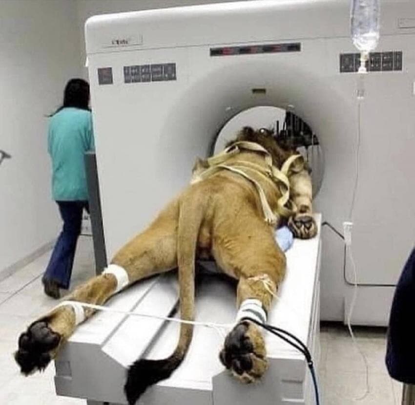 동물들 검사하는 모습_4.jpg