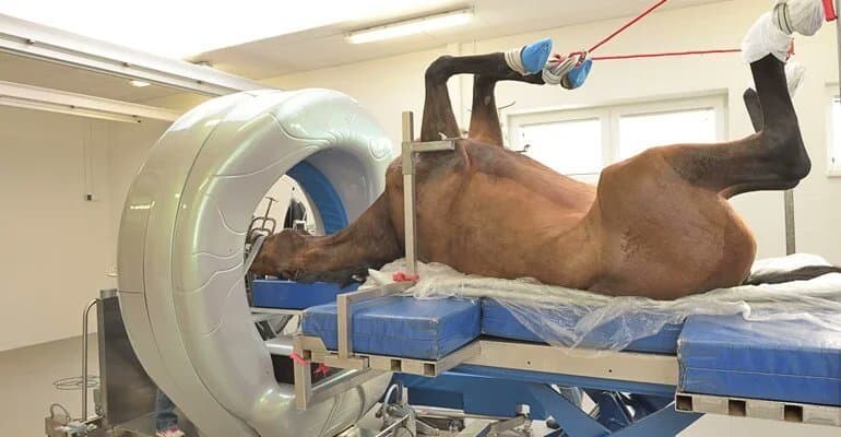 동물들 검사하는 모습_9.jpg