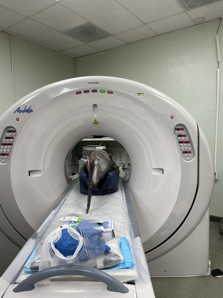 동물들 검사하는 모습_16.jpg