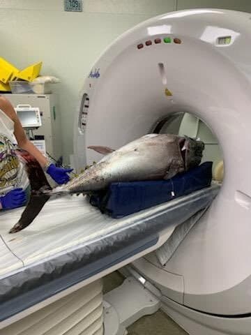 동물들 검사하는 모습_17.jpg