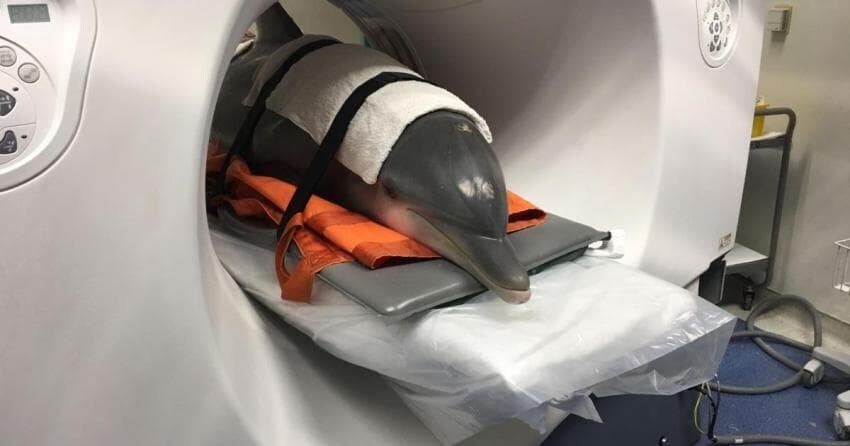 동물들 검사하는 모습_18.jpg