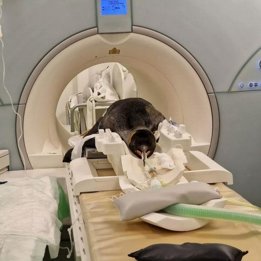 동물들 검사하는 모습_19.jpg