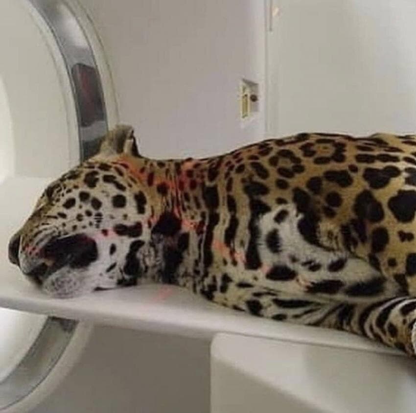 동물들 검사하는 모습_22.jpg