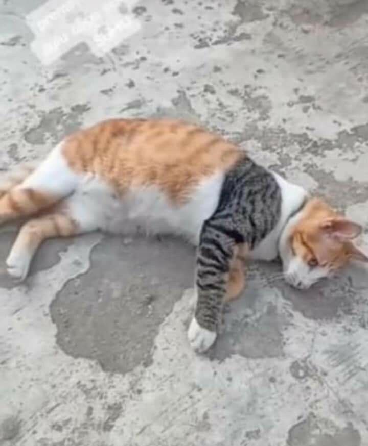 강철의 냥금술사_1.jpg