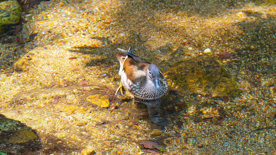 풀프레임 카메라로 찍은 고화질 원앙이 사진 입니다._6.jpg