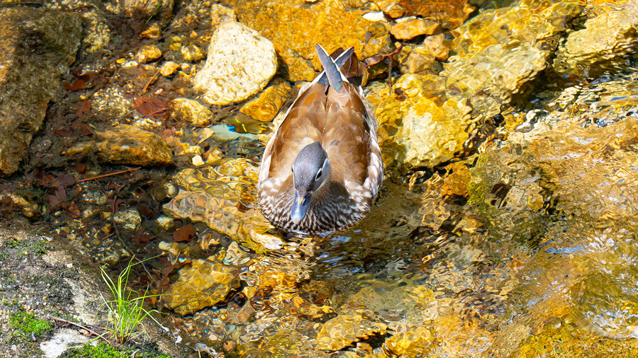 풀프레임 카메라로 찍은 고화질 원앙이 사진 입니다._7.jpg