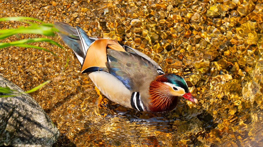 풀프레임 카메라로 찍은 고화질 원앙이 사진 입니다._8.jpg