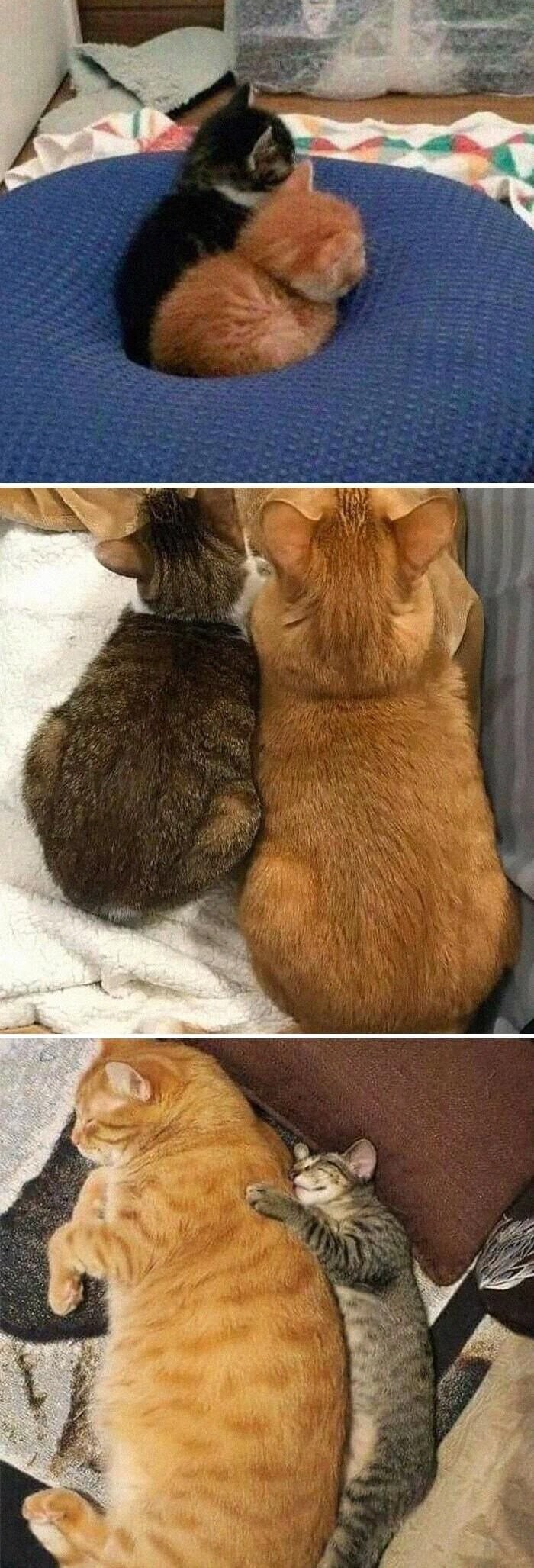 조랭이 떡 성장 속도 차이.jpg_1.jpg