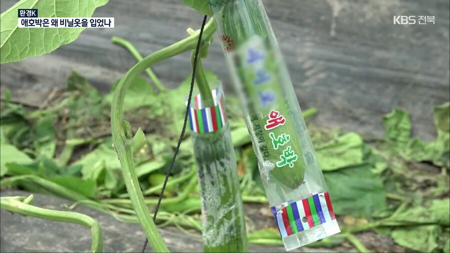사람들은 잘 모르는 애호박의 진실...._1.jpg