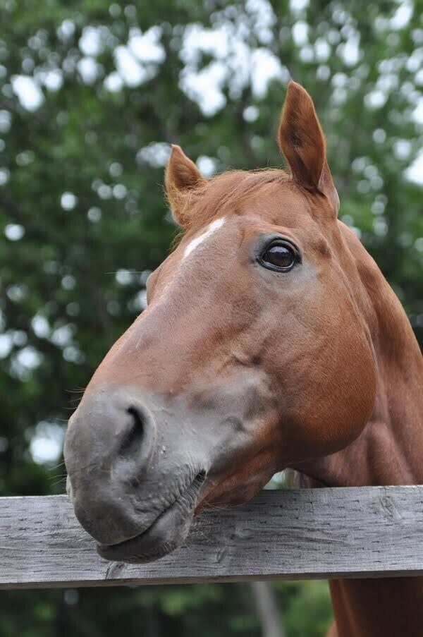 커리어는 역대급이었는데 인기가 미묘했던 말_4.jpg