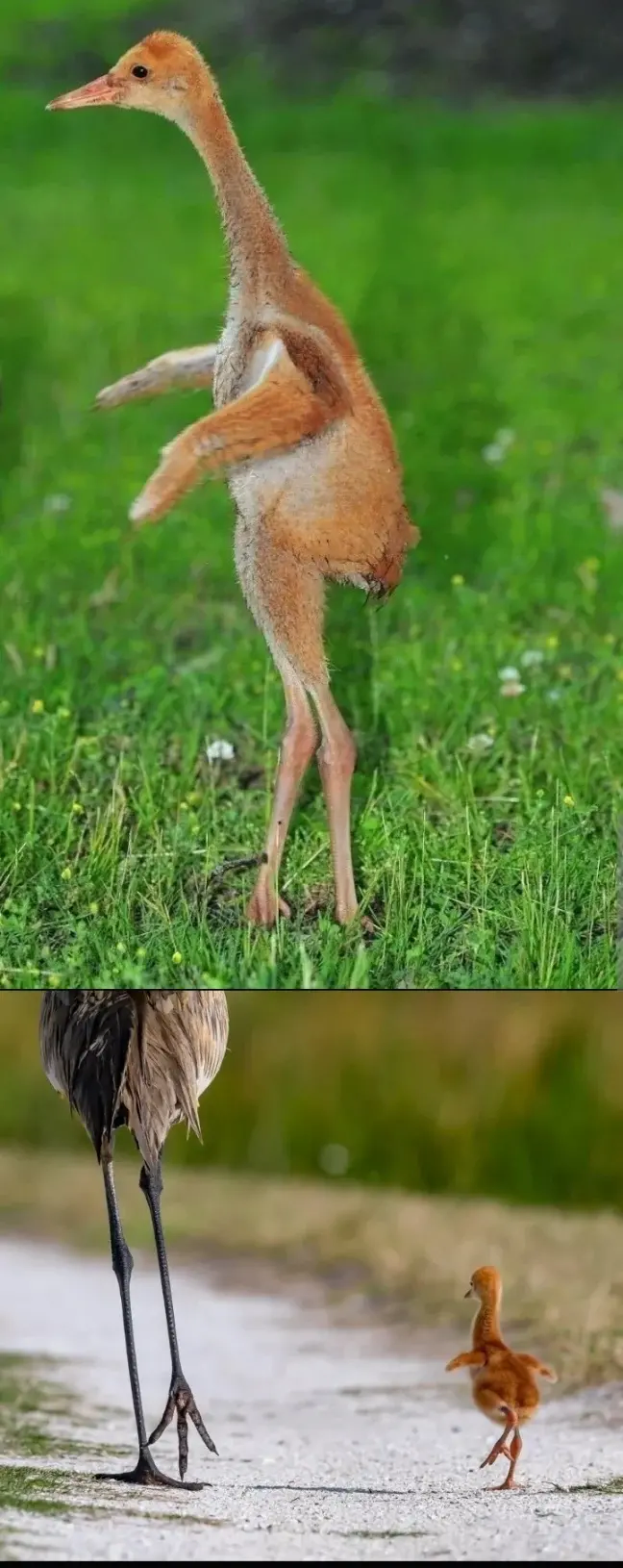 자주 오해받는 생물.jpg