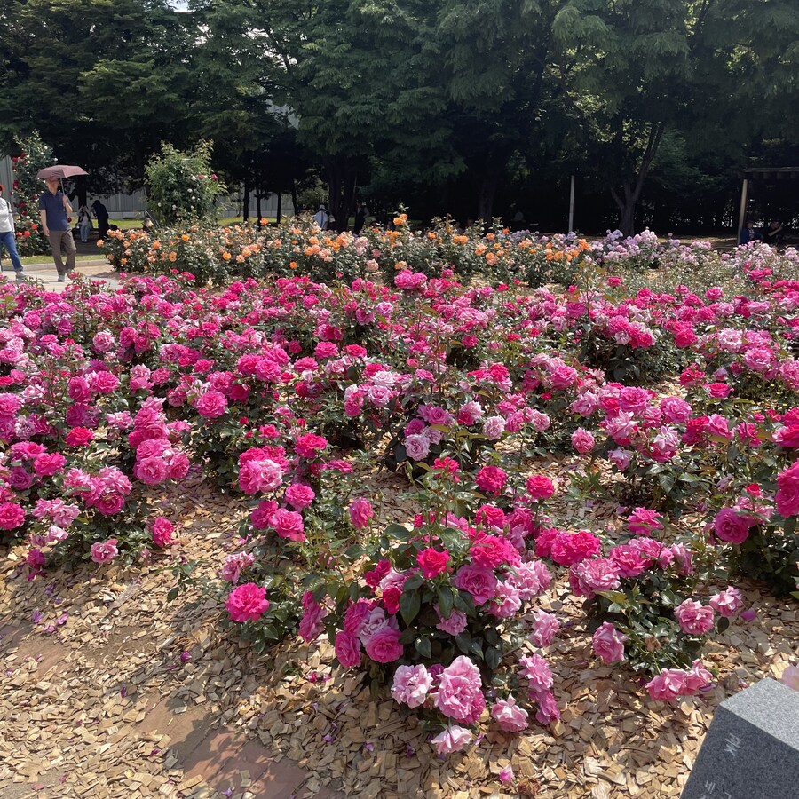 일요일에 다녀온 장미구경_8.jpg