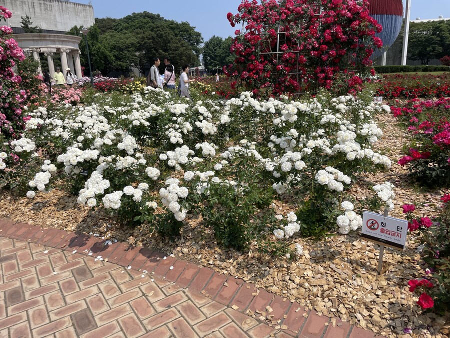 일요일에 다녀온 장미구경_11.jpg