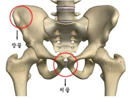 뼈) 치골.....보여달라고?_1.webp