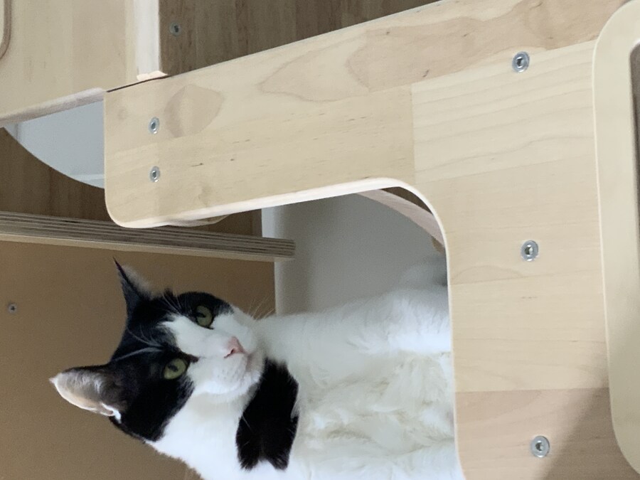 뚱냥아! 충분히 확대시켜줬으니 이제 나가서 살래?_6.jpg