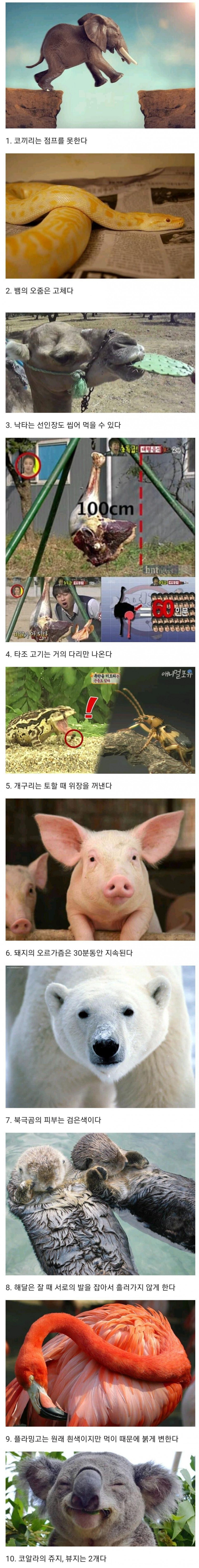 동물에 대해 잘 알려지지 않은 10가지 사실.jpg