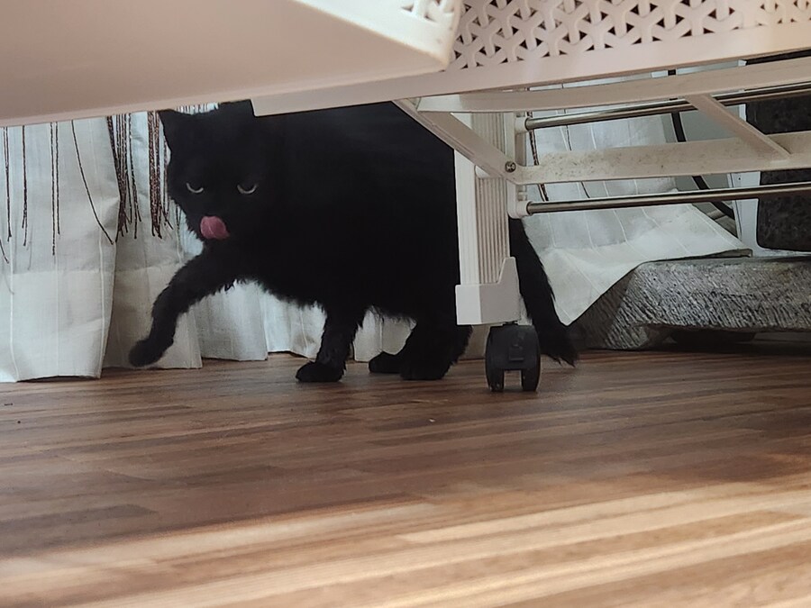 인기없는 검은 고양이 목욕후.._1.jpg