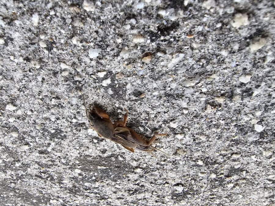 우리집 강아지 보고갈래?_1.jpg